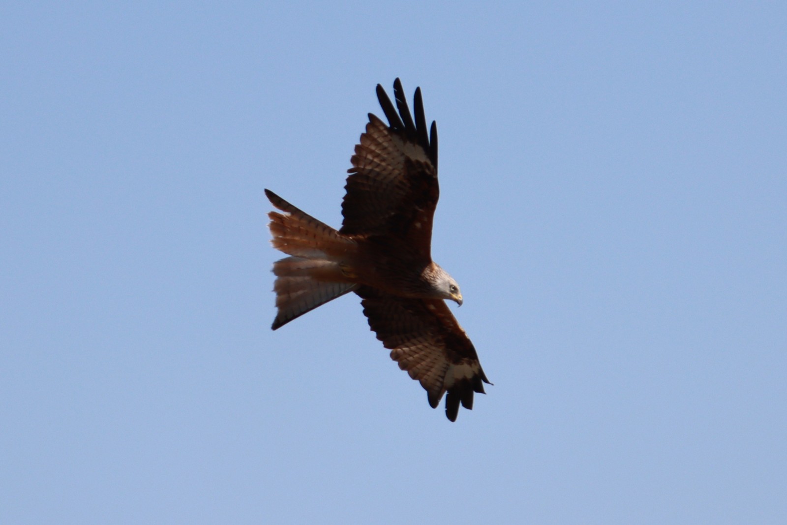 IMG_4725.JPG